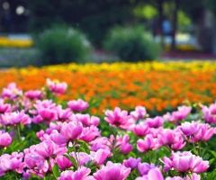 延边六月花事盛 一城绚丽醉游人